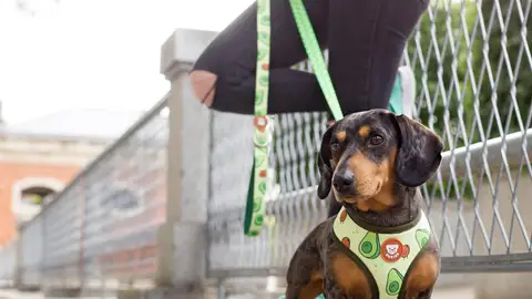 Diccionario canino Diccionario canino