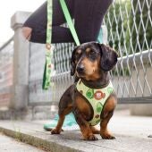 Diccionario canino