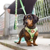Diccionario canino Diccionario canino