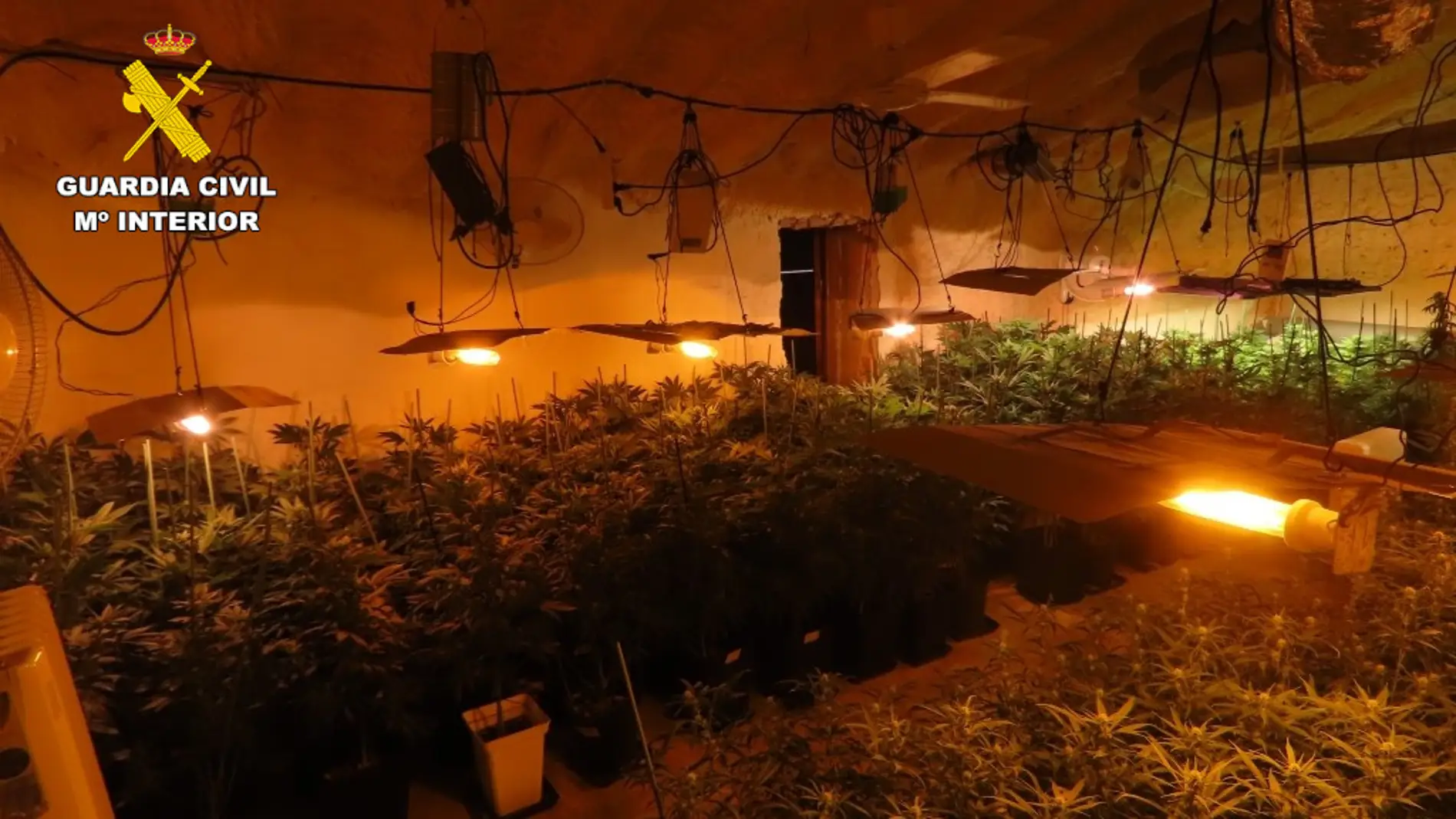 Plantación indoor de marihuana