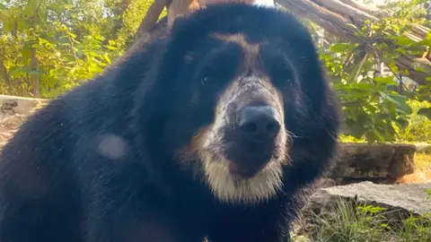 Ben, el oso escapista Ben, el oso escapista