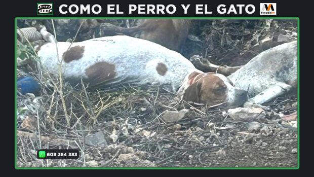 Descubren una fosa ilegal llena de cadáveres de animales en Hellín