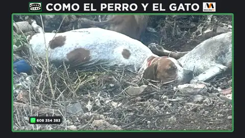 Descubren una fosa ilegal llena de cadáveres de animales en Hellín Descubren una fosa ilegal llena de cadáveres de animales en Hellín
