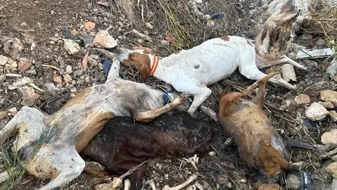 Algunos cadáveres de animales encontrados en la fosa en Hellín Algunos cadáveres de animales encontrados en la fosa en Hellín