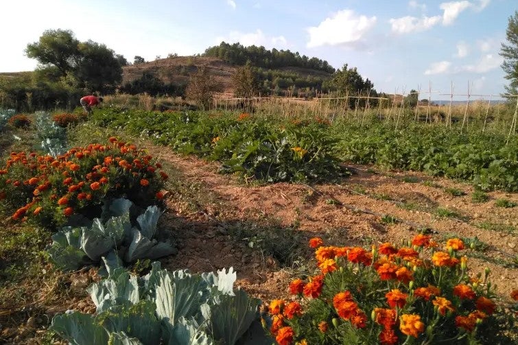 Un vecino de Aldeanueva de Ebro muere atrapado entre una mula mecánica y un árbol Un vecino de Aldeanueva de Ebro muere atrapado entre una mula mecánica y un árbol