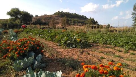 Huerta