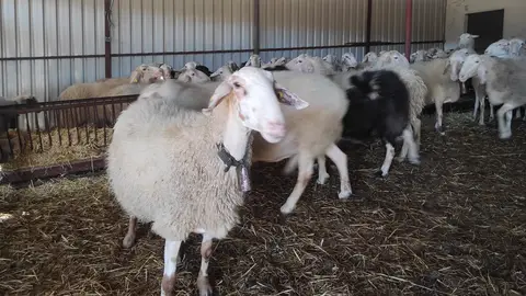 Ganado ovino Ganado ovino