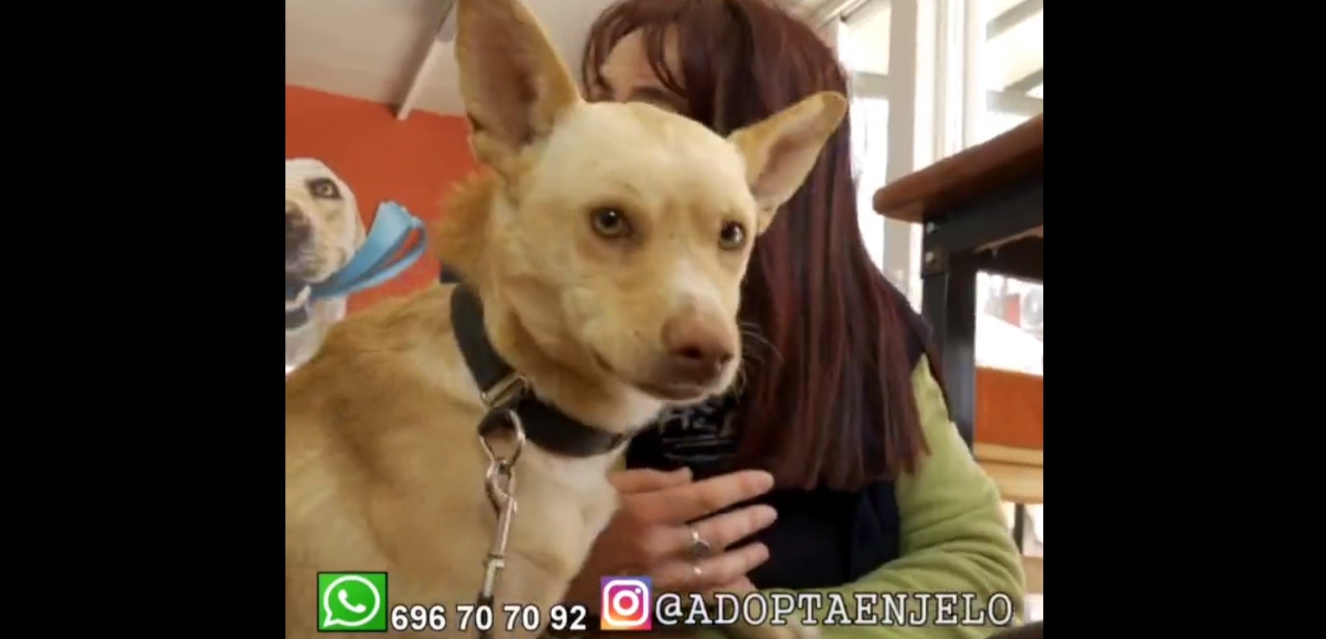 Adopta en JELO: La historia del rescate de Héctor y cómo se cruzó con Nathalie Seseña Adopta en JELO: La historia del rescate de Héctor y cómo se cruzó con Nathalie Seseña