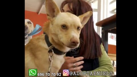 El perro H&eacute;ctor.