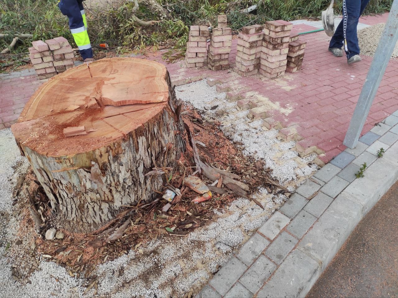 Enfado de los vecinos por la tala de un árbol de gran porte en Barriomar, Murcia Enfado de los vecinos por la tala de un árbol de gran porte en Barriomar, Murcia