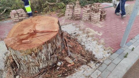 Árbol talado Árbol talado