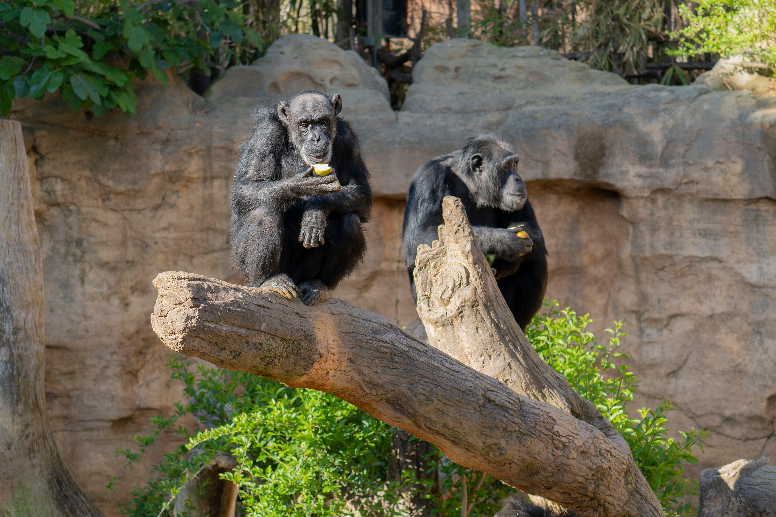 Titís, chimpancés, loros, tortugas, talapoines o varanos son algunas de las incautaciones acogidas por BIOPARC Fuengirola Titís, chimpancés, loros, tortugas, talapoines o varanos son algunas de las incautaciones acogidas por BIOPARC Fuengirola