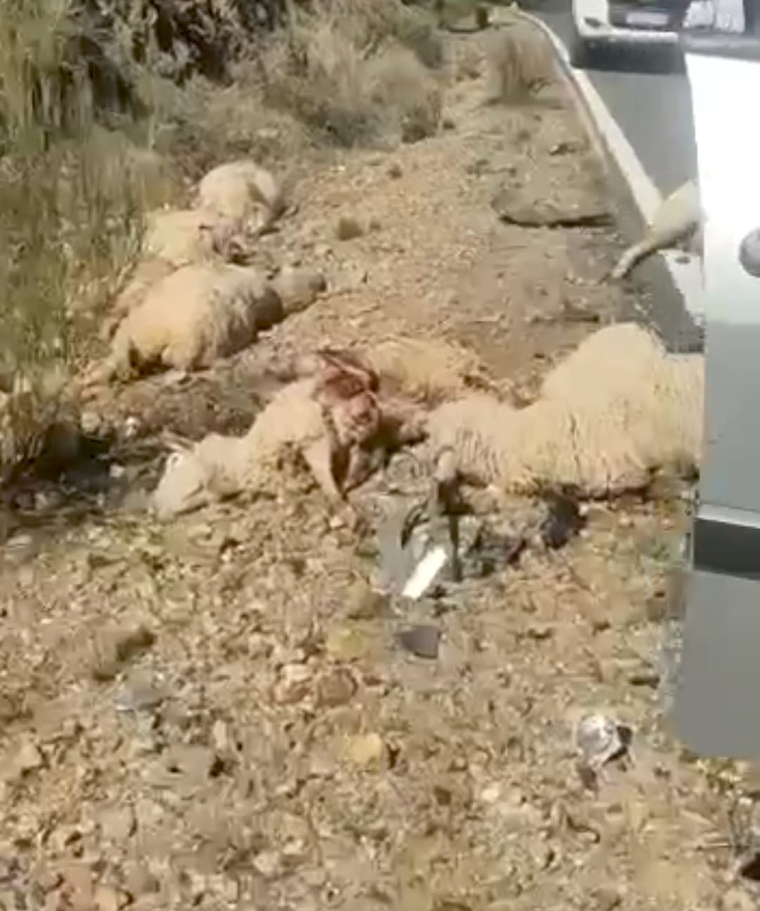 Un vehículo arrolla a 32 ovejas matando a la mayoría de ellas cerca de Mestanza Un vehículo arrolla a 32 ovejas matando a la mayoría de ellas cerca de Mestanza