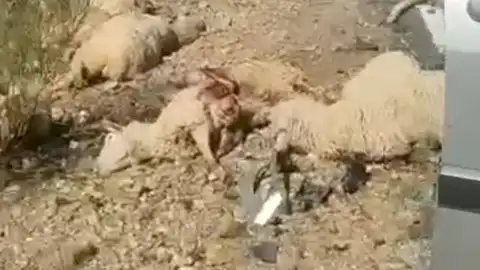 Ovejas muertas tras el accidente Ovejas muertas tras el accidente