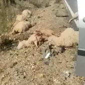 Ovejas muertas tras el accidente Ovejas muertas tras el accidente