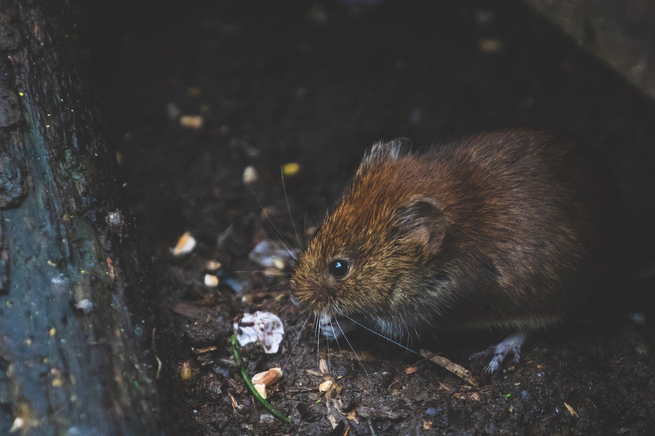 Plaga de ratas en Galapagar: alarma e indignación entre los vecinos, que piden medidas al Ayuntamiento Plaga de ratas en Galapagar: alarma e indignación entre los vecinos, que piden medidas al Ayuntamiento