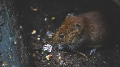 Imagen de archivo de una rata en medio de una calle Plaga de ratas en Galapagar: alarma e indignación entre los vecinos, que piden medidas al Ayuntamiento