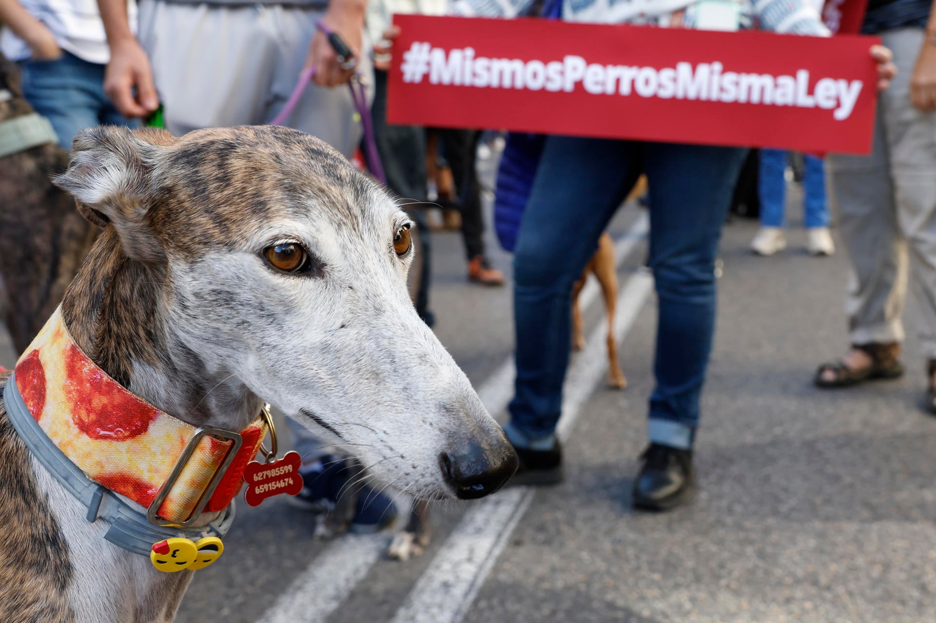 Los requisitos que deben cumplir los dueños y sus mascotas con la nueva ley animal Los requisitos que deben cumplir los dueños y sus mascotas con la nueva ley animal