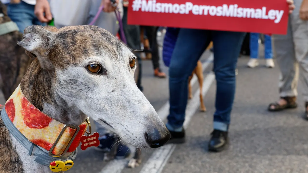 Los requisitos que deben cumplir los dueños y sus mascotas con la nueva ley animal