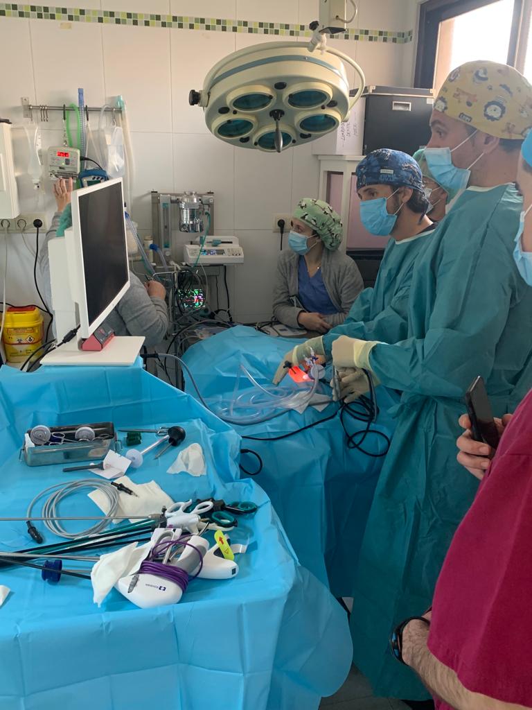 ¿Qué es la laparoscopia y en qué procedimientos veterinarios se realizan en gatos? ¿Qué es la laparoscopia y en qué procedimientos veterinarios se realizan en gatos?