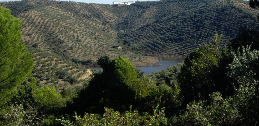 Asaja valora la retirada de la candidatura del paisaje del olivar como Patrimonio Mundial Asaja valora la retirada de la candidatura del paisaje del olivar como Patrimonio Mundial