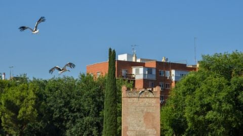 Desciende la poblaci&oacute;n de cig&uuml;e&ntilde;as en Alcal&aacute; de Henares tras el cierre del vertedero