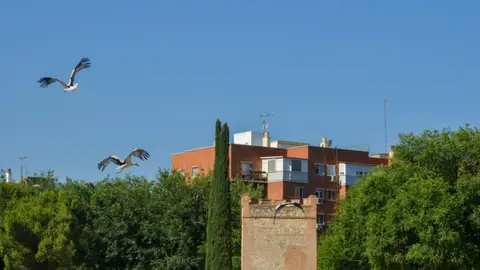 Cigüeñas en Alcalá de Henares Desciende la población de cigüeñas en Alcalá de Henares tras el cierre del vertedero