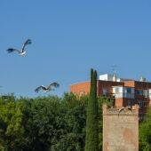 Cigüeñas en Alcalá de Henares