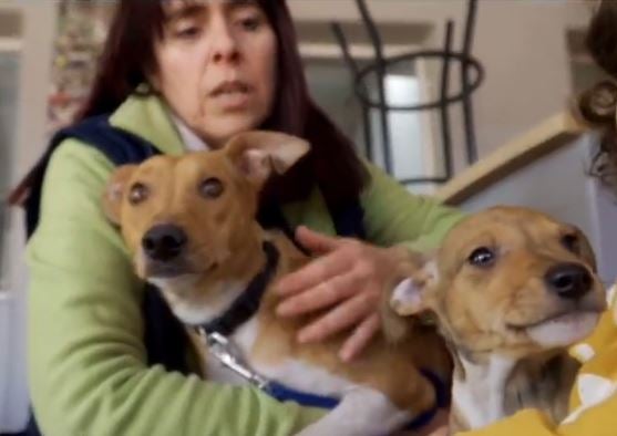 Adopta en JELO: Monda y sus cuatro cachorros buscan nuevo hogar Adopta en JELO: Monda y sus cuatro cachorros buscan nuevo hogar