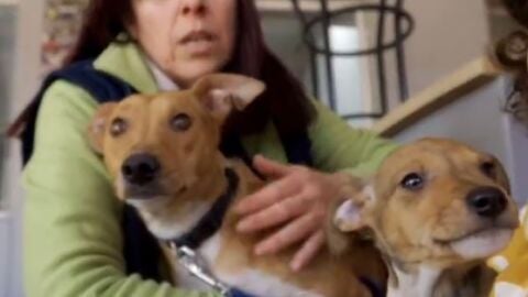 Monda y sus cuatro cachorros buscan nuevo hogar