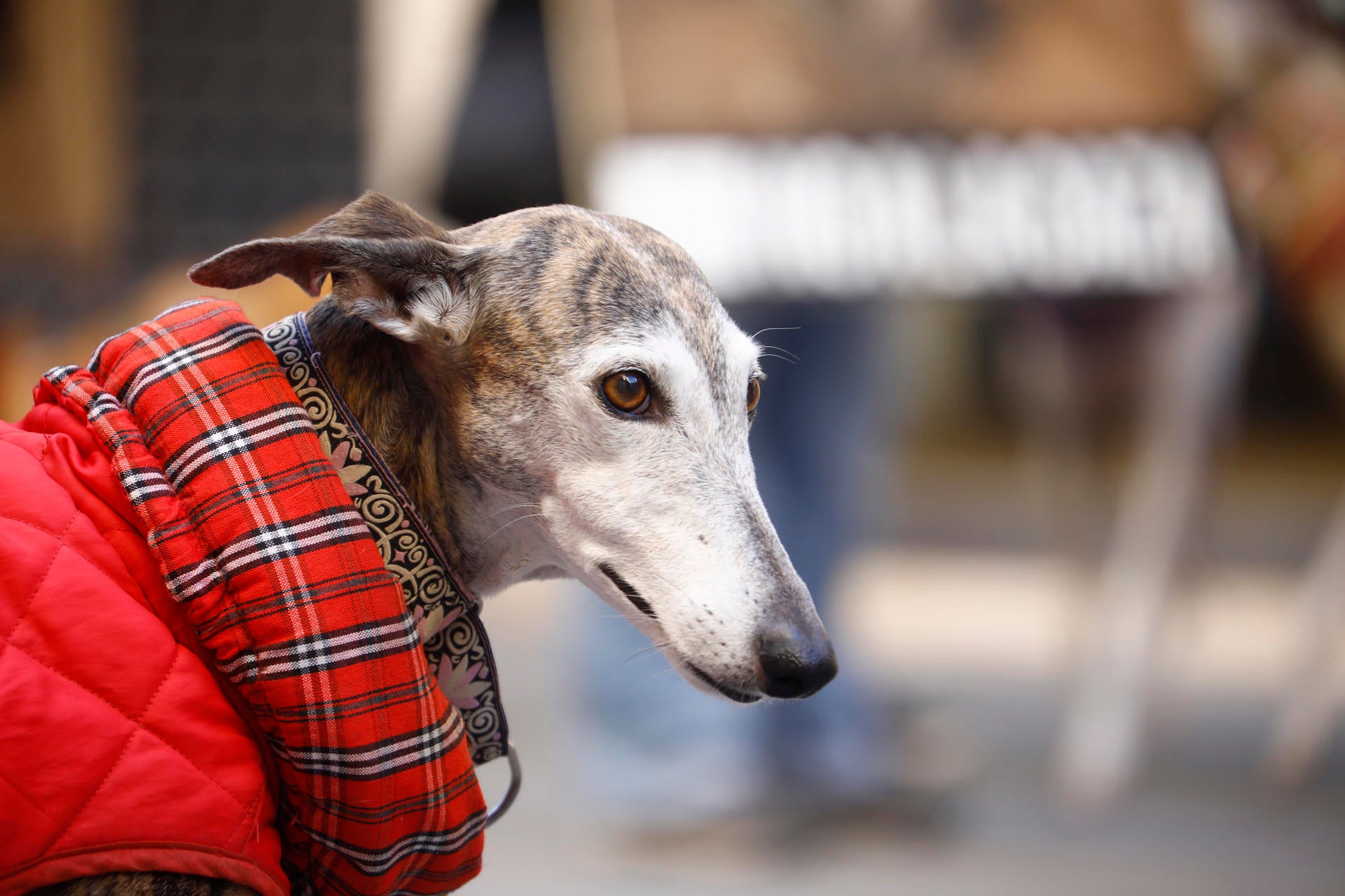 Las nuevas prohibiciones y multas de la ley animal en la Comunitat Valenciana Las nuevas prohibiciones y multas de la ley animal en la Comunitat Valenciana