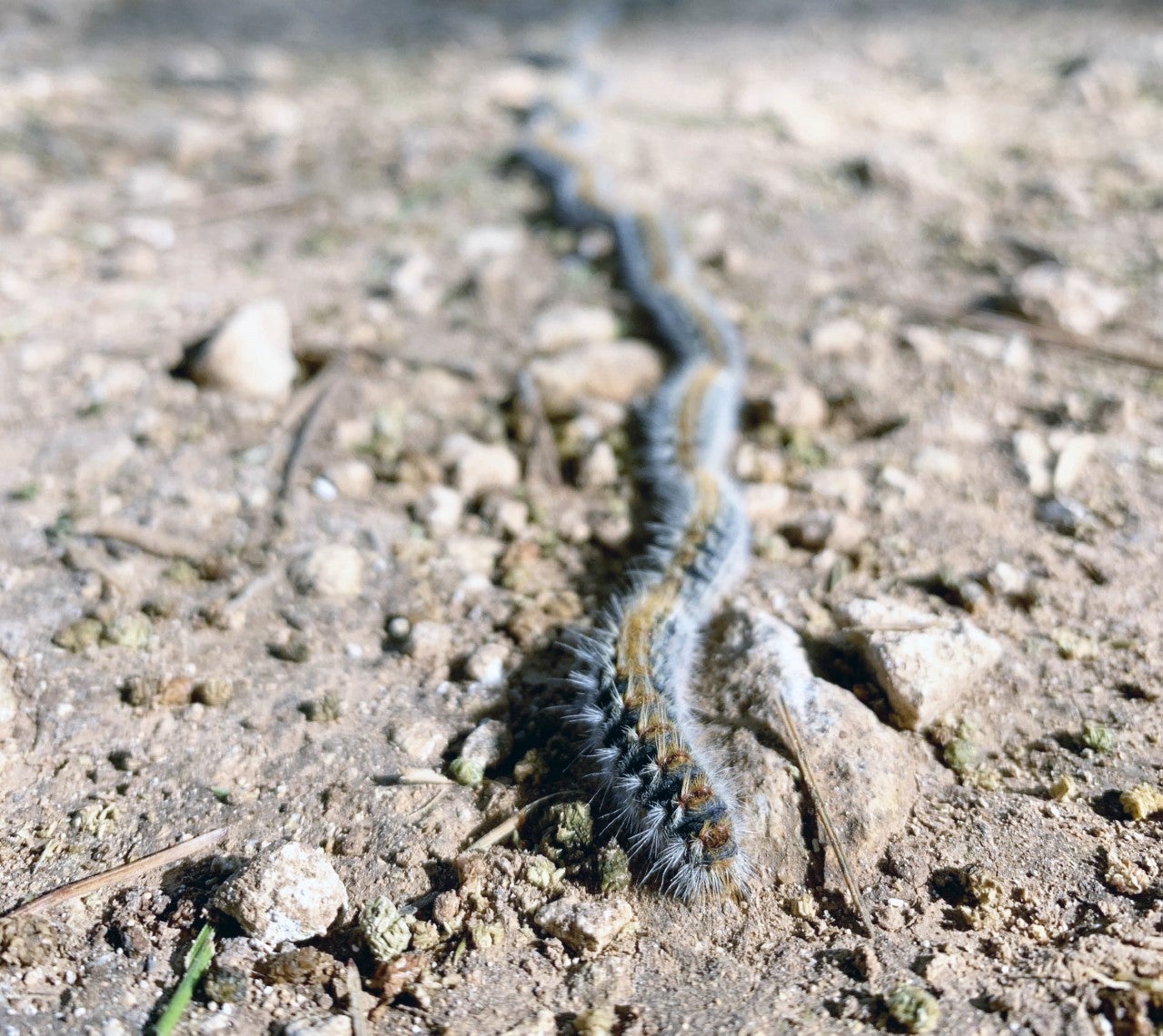 Ciutadella advierte del aumento de orugas procesionarias y pide precaución a los ciudadanos Ciutadella advierte del aumento de orugas procesionarias y pide precaución a los ciudadanos