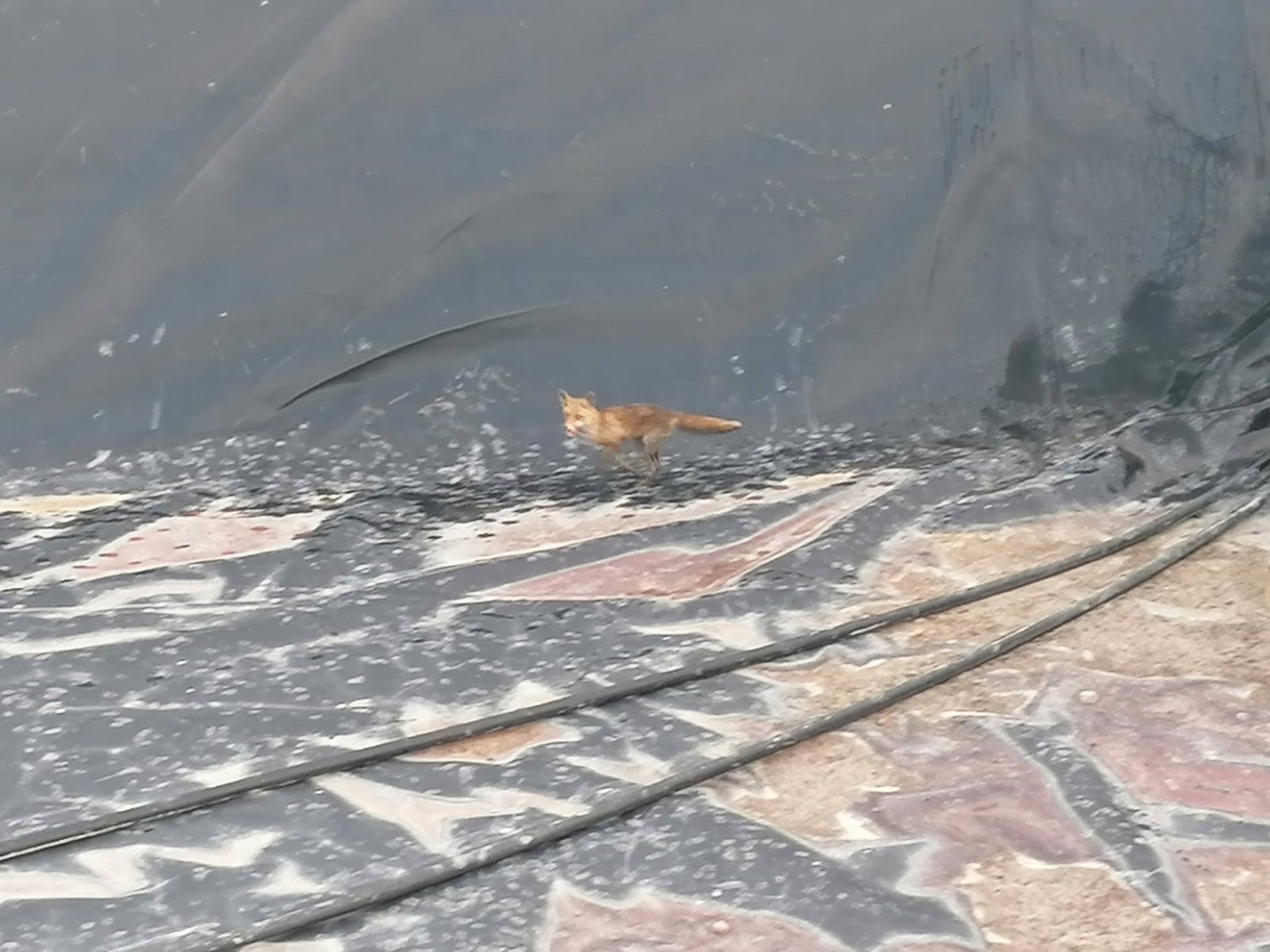 La demostrada astucia del zorro La demostrada astucia del zorro