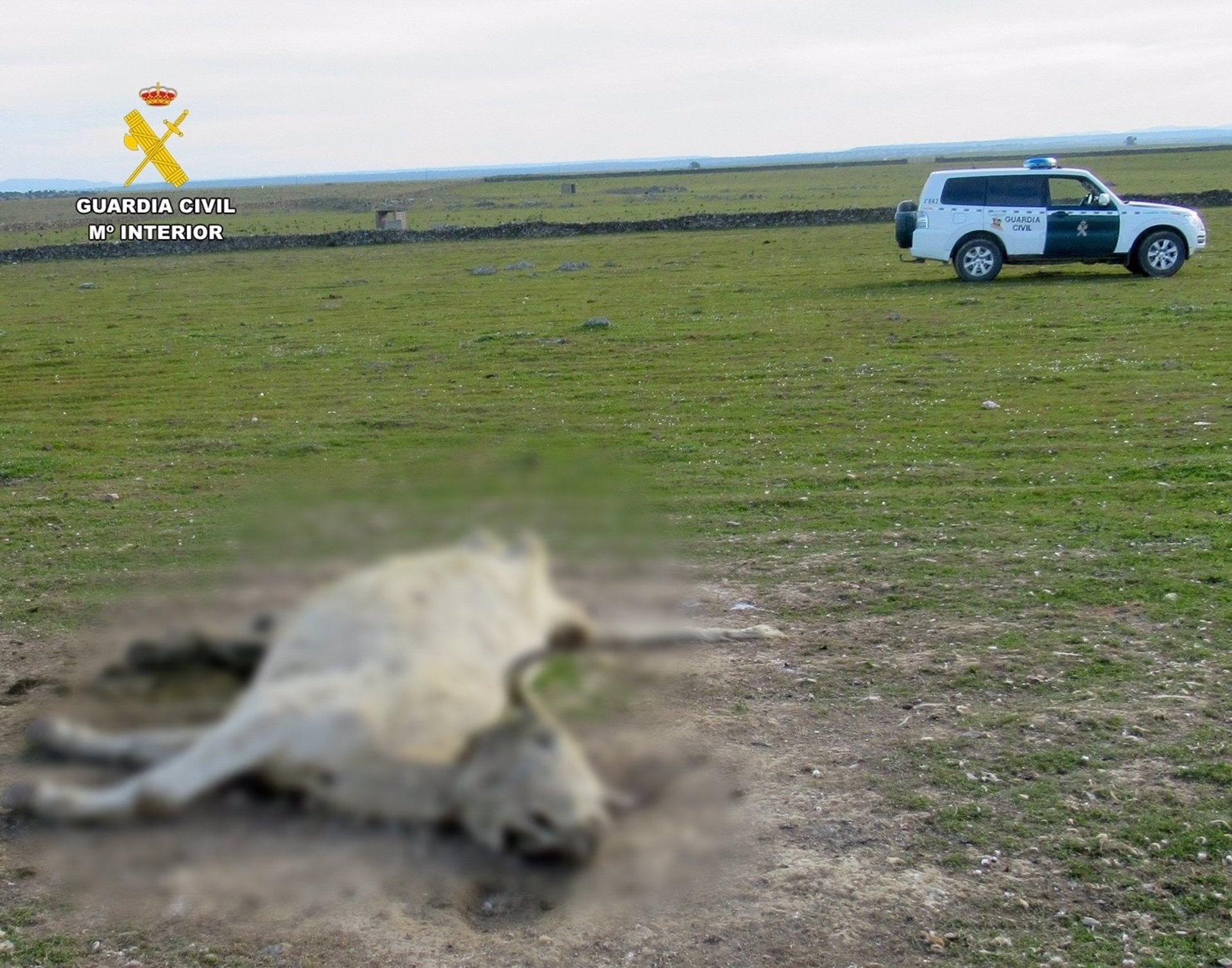 La Guardia Civil halla 13 animales muertos y desnutridos en Zorita e investiga al encargado de su cuidado La Guardia Civil halla 13 animales muertos y desnutridos en Zorita e investiga al encargado de su cuidado