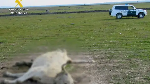La Guardia Civil halla 13 animales muertos y desnutridos en Zorita e investiga al encargado de su cuidado La Guardia Civil halla 13 animales muertos y desnutridos en Zorita e investiga al encargado de su cuidado