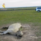 La Guardia Civil halla 13 animales muertos y desnutridos en Zorita e investiga al encargado de su cuidado