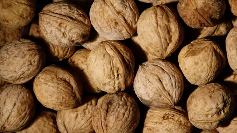 La Cooperativa de Viver ofrece un plan familiar de recogida de nueces. La Cooperativa de Viver ofrece un plan familiar de recogida de nueces.