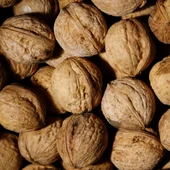 La Cooperativa de Viver ofrece un plan familiar de recogida de nueces. La Cooperativa de Viver ofrece un plan familiar de recogida de nueces.