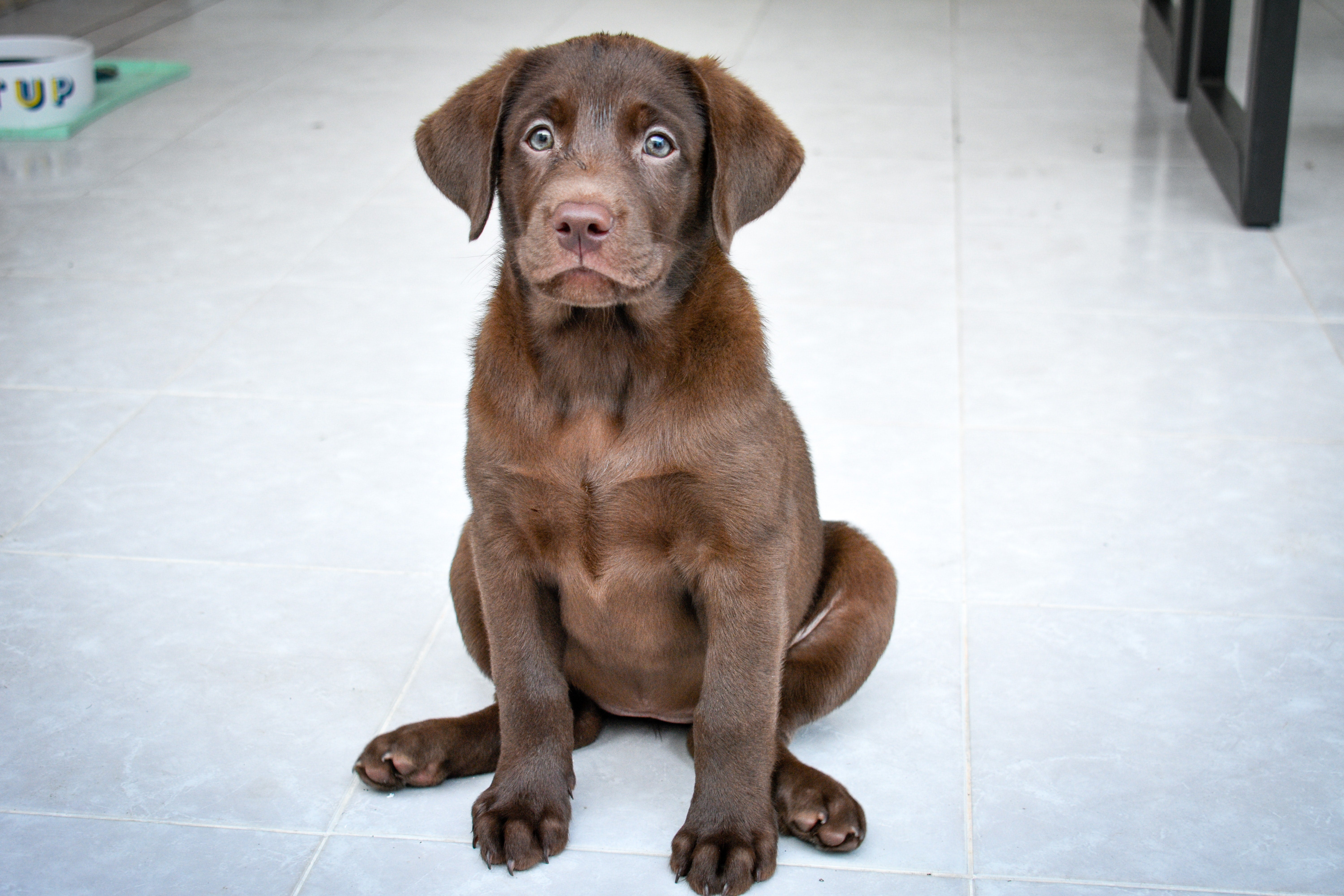 Ley animal: ¿estoy obligado a hacer algún test al comprar o adoptar un perro? Ley animal: ¿estoy obligado a hacer algún test al comprar o adoptar un perro?