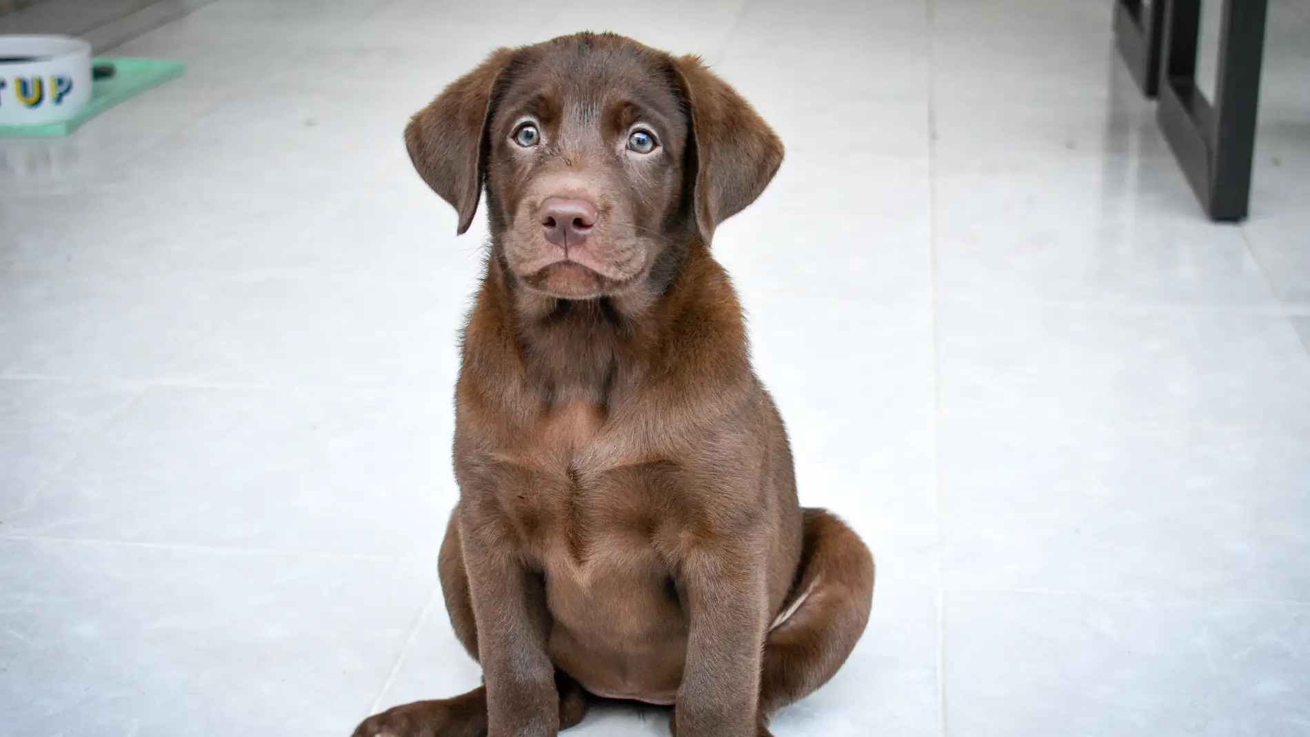 Ley animal: ¿estoy obligado a hacer el nuevo curso si ya tengo perro?