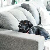 Imagen de archivo de un perro sobre un sofá.