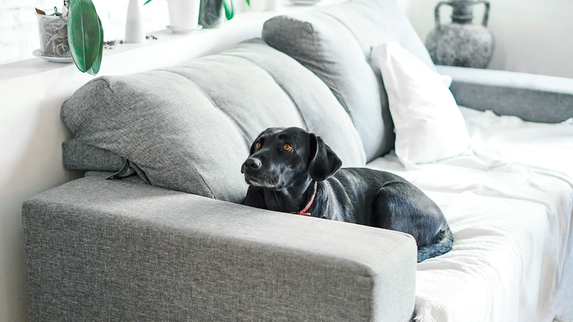 Imagen de archivo de un perro sobre un sofá.