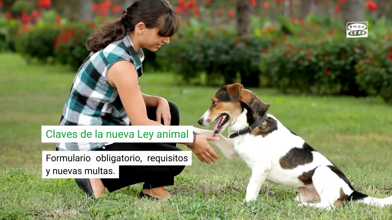 Dueños de mascotas: todo lo que debes saber de la nueva ley de bienestar animal Dueños de mascotas: todo lo que debes saber de la nueva ley de bienestar animal