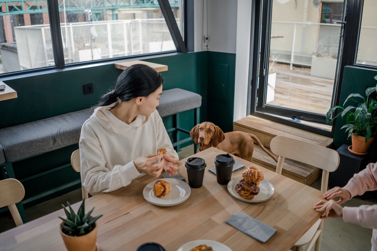 ¿Puedo entrar a comer a un restaurante con mi perro? Esto dice la ley animal ¿Puedo entrar a comer a un restaurante con mi perro? Esto dice la ley animal
