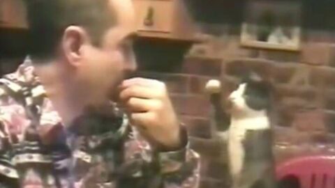 Gato haciendo signos a su due&ntilde;o sordo