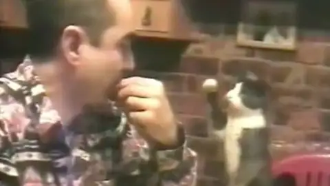 Gato haciendo signos a su dueño sordo Gato haciendo signos a su dueño sordo