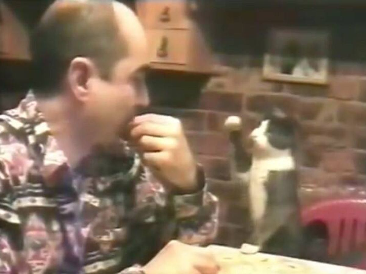 Como el perro y el gato