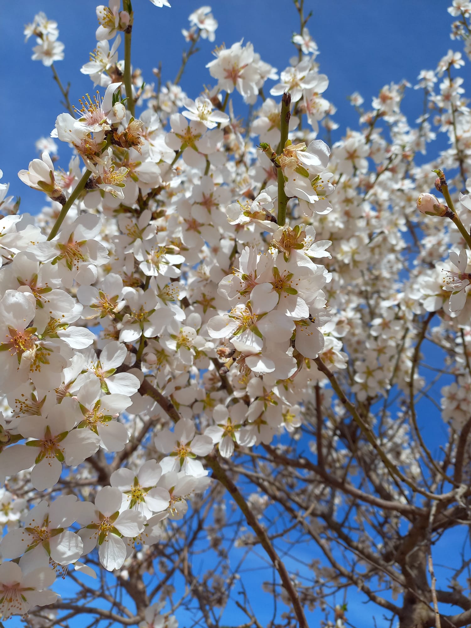 Dos centros de FP de Albacete participan en un proyecto que convierte cáscaras de almendras en vasos Dos centros de FP de Albacete participan en un proyecto que convierte cáscaras de almendras en vasos