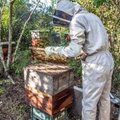 Un apicultor maneja una colmena 