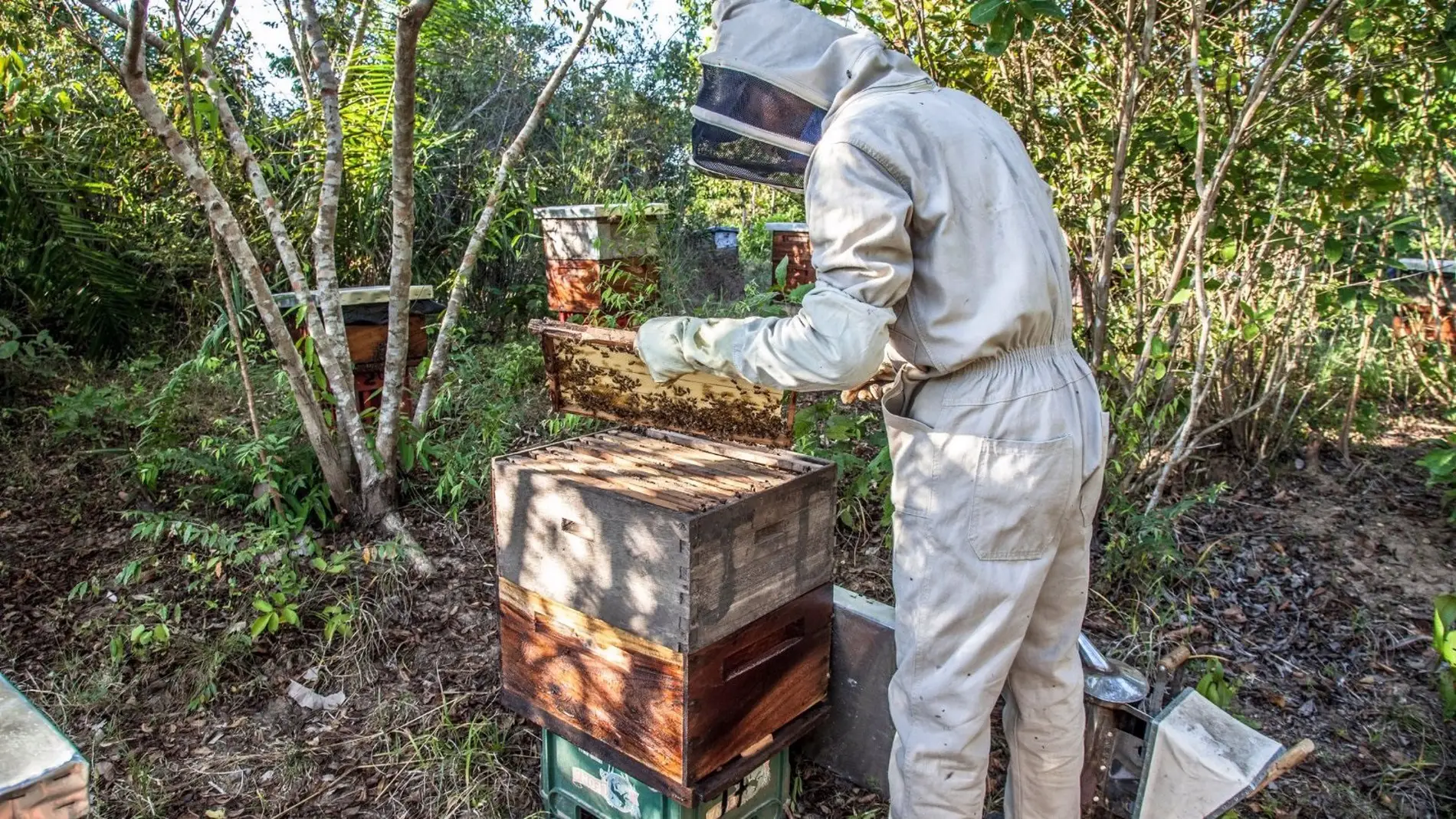 Un apicultor maneja una colmena 